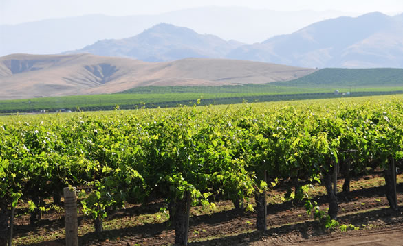 Top 10 Tips To Buy Burgundy Wines
